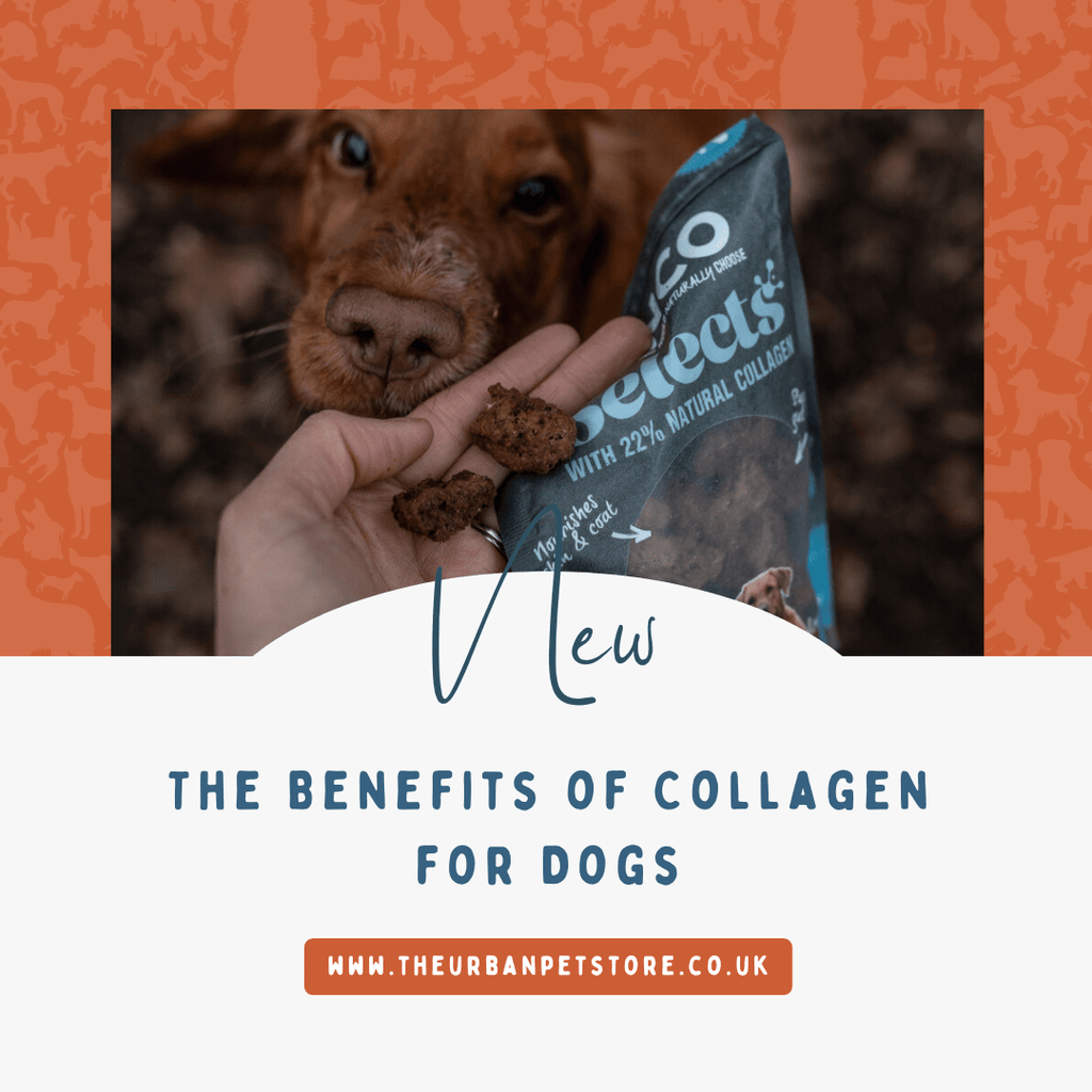 The Benefits of Collagen for Dogs - The Urban Pet Store