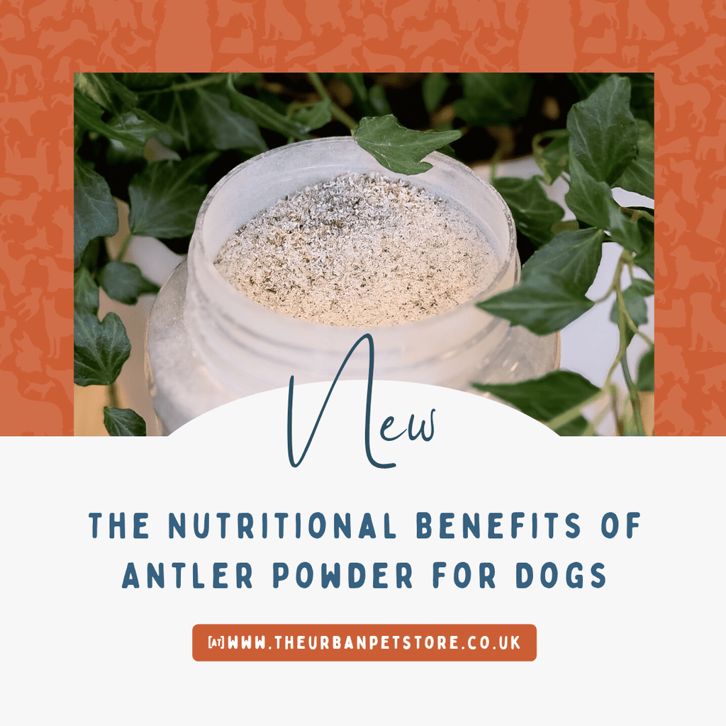 The Nutritional Benefits of Antler Powder for Dogs - The Urban Pet Store