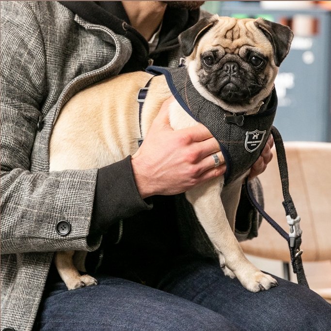 Designer Dog Harnesses  Small Dog Harnesses UK – Pugalier of London